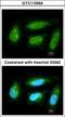 Dual Specificity Phosphatase 10 antibody, GTX115564, GeneTex, Immunocytochemistry image 