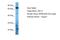 Zinc Finger And SCAN Domain Containing 12 antibody, A30365, Boster Biological Technology, Western Blot image 