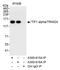 Tripartite Motif Containing 24 antibody, A300-816A, Bethyl Labs, Immunoprecipitation image 