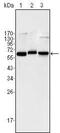 p65 antibody, MA5-15563, Invitrogen Antibodies, Western Blot image 
