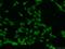 Mastermind Like Transcriptional Coactivator 3 antibody, 23263-1-AP, Proteintech Group, Immunofluorescence image 