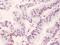Promyelocytic Leukemia antibody, PA5-79835, Invitrogen Antibodies, Immunohistochemistry frozen image 