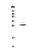 Myelin Protein Zero antibody, PA5-79693, Invitrogen Antibodies, Western Blot image 
