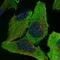 Eukaryotic Translation Initiation Factor 2B Subunit Gamma antibody, HPA024213, Atlas Antibodies, Immunocytochemistry image 