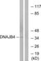 DnaJ Heat Shock Protein Family (Hsp40) Member B4 antibody, LS-C119515, Lifespan Biosciences, Western Blot image 