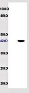 Apolipoprotein A4 antibody, orb5708, Biorbyt, Western Blot image 