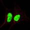 Quiescin Sulfhydryl Oxidase 1 antibody, LS-C163676, Lifespan Biosciences, Immunofluorescence image 