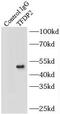 Transcription Factor Dp-2 antibody, FNab08625, FineTest, Immunoprecipitation image 