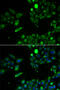 Ubiquinol-Cytochrome C Reductase, Rieske Iron-Sulfur Polypeptide 1 antibody, 22-484, ProSci, Immunofluorescence image 