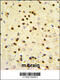 MPP1 antibody, 61-548, ProSci, Immunohistochemistry paraffin image 