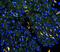 Gap Junction Protein Alpha 1 antibody, PA1026, Boster Biological Technology, Immunofluorescence image 