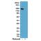 Ig gamma-2A chain C region antibody, NBP2-62008, Novus Biologicals, Western Blot image 