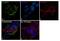 Potassium Voltage-Gated Channel Interacting Protein 2 antibody, 720416, Invitrogen Antibodies, Immunofluorescence image 