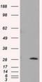 Thiopurine S-Methyltransferase antibody, NBP2-02356, Novus Biologicals, Western Blot image 