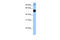 EBF Transcription Factor 1 antibody, 27-376, ProSci, Enzyme Linked Immunosorbent Assay image 