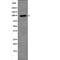 Polycystin 2, Transient Receptor Potential Cation Channel antibody, PA5-64538, Invitrogen Antibodies, Western Blot image 