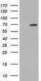 Adenylate Kinase 5 antibody, TA501650, Origene, Western Blot image 