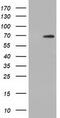 Adenylate Kinase 5 antibody, TA501650, Origene, Western Blot image 