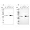 Glutamic-Oxaloacetic Transaminase 1 antibody, NBP2-55813, Novus Biologicals, Western Blot image 