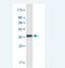 Potassium Two Pore Domain Channel Subfamily K Member 1 antibody, H00003775-M01-100ug, Novus Biologicals, Western Blot image 