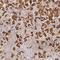 Sorting Nexin 8 antibody, HPA060194, Atlas Antibodies, Immunohistochemistry frozen image 