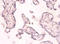 Protein Kinase, Membrane Associated Tyrosine/Threonine 1 antibody, LS-C679045, Lifespan Biosciences, Immunohistochemistry paraffin image 