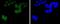 BMI1 Proto-Oncogene, Polycomb Ring Finger antibody, A00313-1, Boster Biological Technology, Immunocytochemistry image 