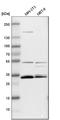 Apolipoprotein O Like antibody, HPA000612, Atlas Antibodies, Western Blot image 