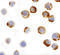 Caspase 6 antibody, 3469, ProSci, Immunocytochemistry image 