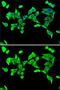 Parathyroid Hormone antibody, GTX32772, GeneTex, Immunocytochemistry image 