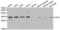 Cyclin Dependent Kinase 1 antibody, LS-C330847, Lifespan Biosciences, Western Blot image 