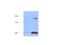 Egl-9 Family Hypoxia Inducible Factor 3 antibody, NBP1-30440, Novus Biologicals, Western Blot image 