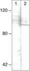 Signal Transducer And Activator Of Transcription 4 antibody, 71-7900, Invitrogen Antibodies, Western Blot image 
