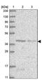 Malonyl-CoA-Acyl Carrier Protein Transacylase antibody, PA5-57283, Invitrogen Antibodies, Western Blot image 