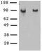 Cadherin 5 antibody, 14-1442-85, Invitrogen Antibodies, Western Blot image 