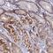 Zinc Finger SWIM-Type Containing 4 antibody, PA5-59861, Invitrogen Antibodies, Immunohistochemistry paraffin image 