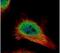 Forkhead Box O3 antibody, PA5-27145, Invitrogen Antibodies, Immunofluorescence image 