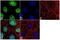 Actin Like 6A antibody, 702414, Invitrogen Antibodies, Immunofluorescence image 