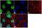 Actin Like 6A antibody, 702414, Invitrogen Antibodies, Immunofluorescence image 