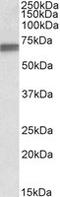 Lamin B1 antibody, MBS423060, MyBioSource, Western Blot image 