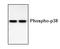 p38 antibody, AP00176PU-N, Origene, Western Blot image 