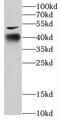 COP9 Signalosome Subunit 4 antibody, FNab01872, FineTest, Western Blot image 