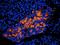 Syndecan 2 antibody, orb13481, Biorbyt, Immunofluorescence image 