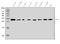 Fas Associated Via Death Domain antibody, A00237-3, Boster Biological Technology, Western Blot image 