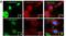 Annexin A11 antibody, NB100-78588, Novus Biologicals, Immunofluorescence image 