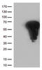 Fos Proto-Oncogene, AP-1 Transcription Factor Subunit antibody, LS-C791047, Lifespan Biosciences, Western Blot image 