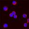 Interleukin 2 antibody, AF-502-NA, R&D Systems, Immunocytochemistry image 