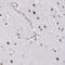 Neuronal Differentiation 4 antibody, NBP2-13932, Novus Biologicals, Immunohistochemistry frozen image 