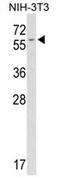 FKBP Prolyl Isomerase 1B antibody, AP17387PU-N, Origene, Western Blot image 