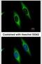 Phosphoribosylglycinamide Formyltransferase, Phosphoribosylglycinamide Synthetase, Phosphoribosylaminoimidazole Synthetase antibody, PA5-30039, Invitrogen Antibodies, Immunofluorescence image 